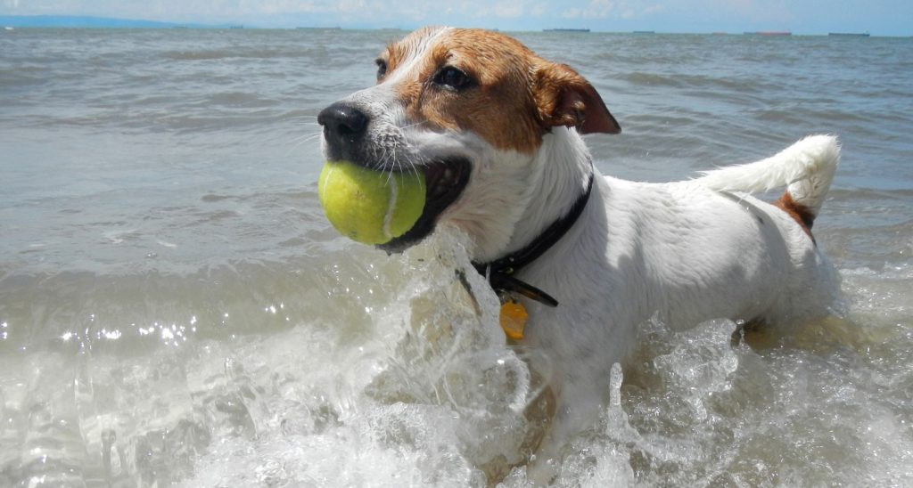 Собака с мячиком в море играет на отдыхе