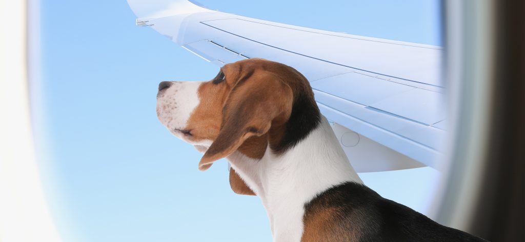 собака в самолете у иллюминатора